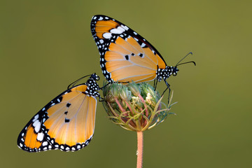 Monarch, Danaus plexippus is a milkweed butterfly (subfamily Danainae) in the family Nymphalidae butterfly in nature habitat.