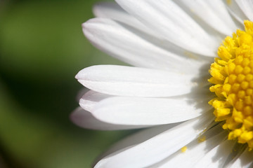 Half a daisy that fills more than half of the picture.