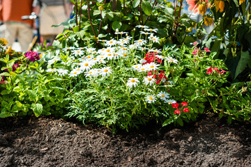 flower bed of flowers