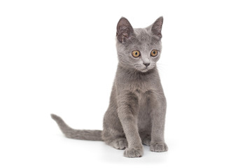 Beautiful Russian blue  kitten