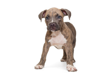 Cute American bully puppy