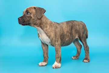 Fototapeta premium Cute American bully puppy