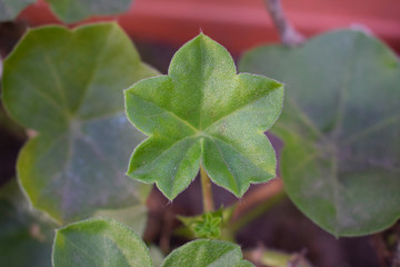 Obraz premium Green leaves