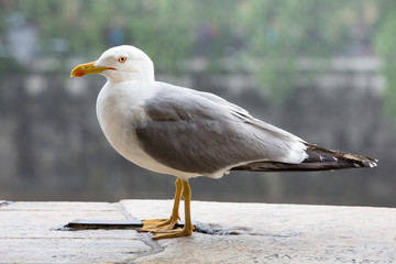 Seagull resting on stone wall. Close-up portrait of a Seagull with a soft background