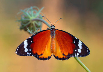 Obraz na płótnie Canvas Monarch, Danaus plexippus is a milkweed butterfly (subfamily Danainae) in the family Nymphalidae butterfly in nature habitat.