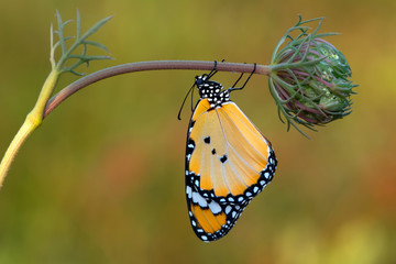 Monarch, Danaus plexippus is a milkweed butterfly (subfamily Danainae) in the family Nymphalidae butterfly in nature habitat.