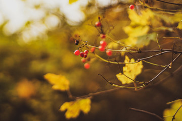 Yellow autumn leaves