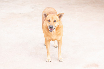 A dog with blurred background.