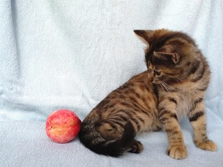cat on a bed