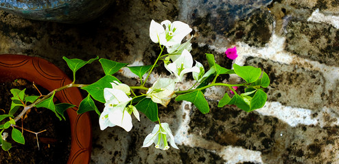 spring in the forest white bouganvillea 