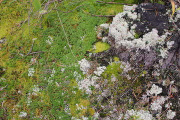 Texture of green moss, deer lichen and old pine stump. Green moss and white lichen with branches and pine needles on the forest floor. Beautiful natural forest background.