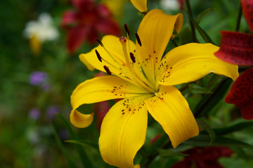 yellow lily flower