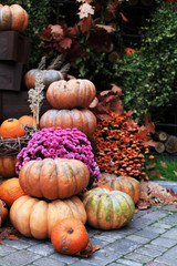Pumpkins. decor for the halloween, thanksgiving, autumn season 