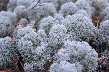 Beautiful forest background, Tundra floor, decorative mossy surface. The lichen Cladonia Alpine. Close-up photo selective focus. Macro photo of beautiful reindeer lichen.