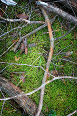 Dry fallen branches on the mossy green forest floor. Beautiful natural forest background.