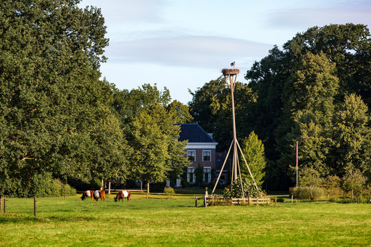 Lakenvelder cows graze on the meadows of the Oostergeest estate in the south-holland village of Warmond in the Netherlands.