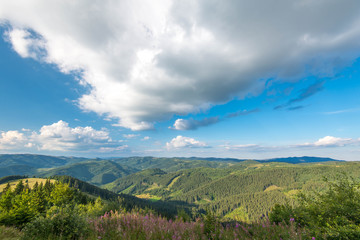 View from the top of the mountains, beautiful forests, blue sky with white clouds, wild flowers in the foreground in Transylvania, Romania.