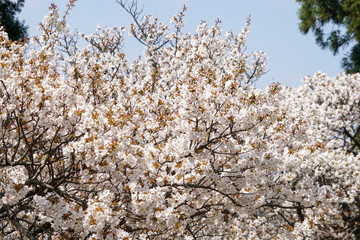 仁和寺の境内の御室桜