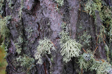 Tree bark with moss, bushy lichen. Evernia plum on the bark of a tree. Pine bark texture. Photo for Wallpaper. Close-up photo selective focus. Macro photo of the bark.