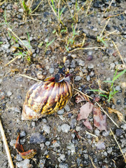 African snail and its empty shell laying on the ground.