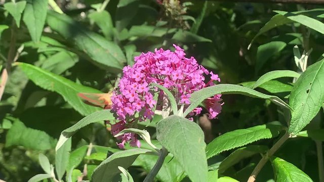 broad-bordered bee hawk-moth (Hemaris fuciformis) on buddleja bush