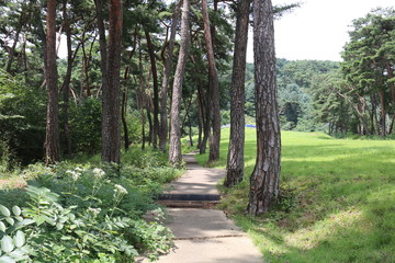 Fototapeta premium path in the forest
