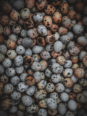 close up of fresh blueberries