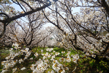 仁和寺の境内の御室桜