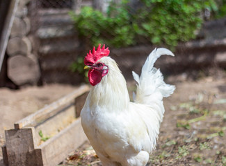 Beautiful white cock on a walk in the chicken pen.Village rooster