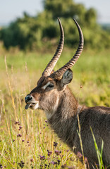 Waterbuck with tongue out
