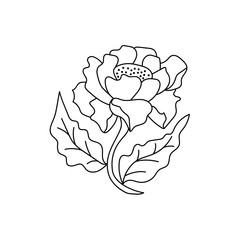 Coloring page book doodle poppy or peony with leaf, grass. Outline hand drawing flower isolated on white. Sketch vector stock illustration. EPS 10