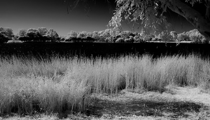 infrared images or nature