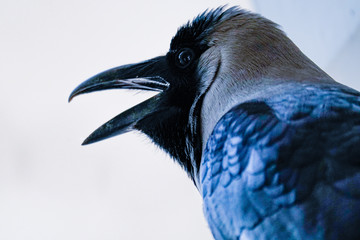 close up of a bird