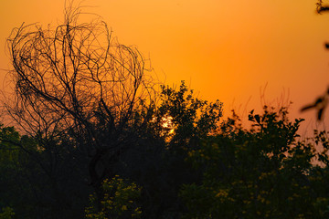 sunset in the forest