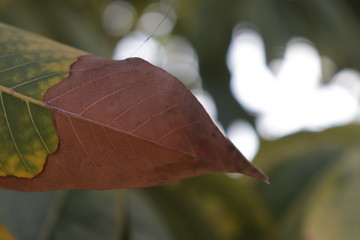 leaf on the tree