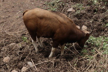american bison in the field