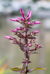 Obraz premium Phlox in the garden. Close-Up Of A Pink Flowering Plant.