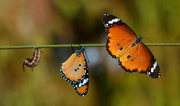 Amazing Moment ,Monarch Butterfly, Pupae And Cocoons Are Suspended. Concept Transformation Of Butterfly