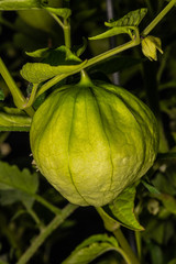Fruit of Tomatillo or Mexican Husk Tomato (Physalis philadelphica)
