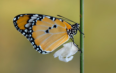 Amazing moment , Monarch Butterfly, pupae . Concept transformation of  Butterfly
