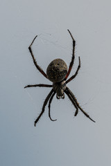 Spider (potentially Araneus spec) in Web
