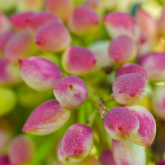 Obraz premium Pistachio 