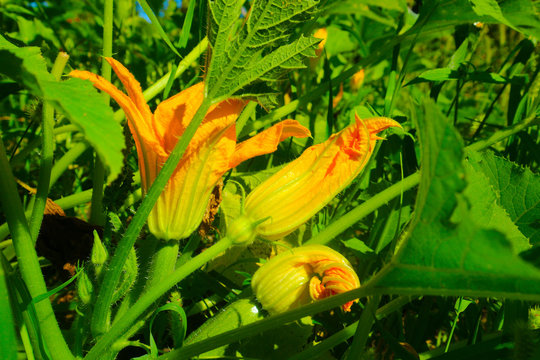 Pumpkin flower zucchini beautiful yellow pumpkin flowers in the garden : Close up photo stock
