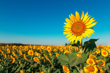 Sunflower on a farm field, against the blue sky sunny morning, looks at the sun. Commercial blank for packaging and advertising. Copy space.