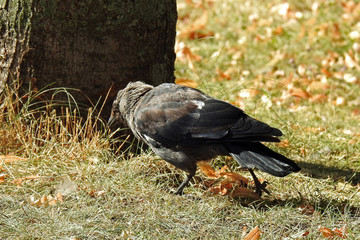 Fototapeta premium animal bird called jackdaw the most common and most often seen in the city of Białystok in Podlasie, Poland
