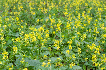 close-up of yellow flowering mustard plants in a field