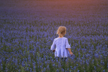 blu and purple flowers