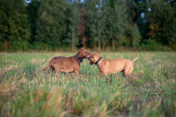 Naklejka na ściany i meble Two american pit bull terriers are playing on a field near the forest.