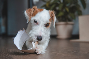dog breed Jack Russell Terrier lies on the floor in the room and chews paper