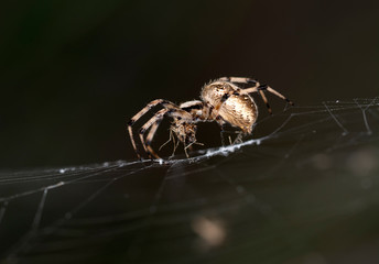 Beautiful spider on a spider web 